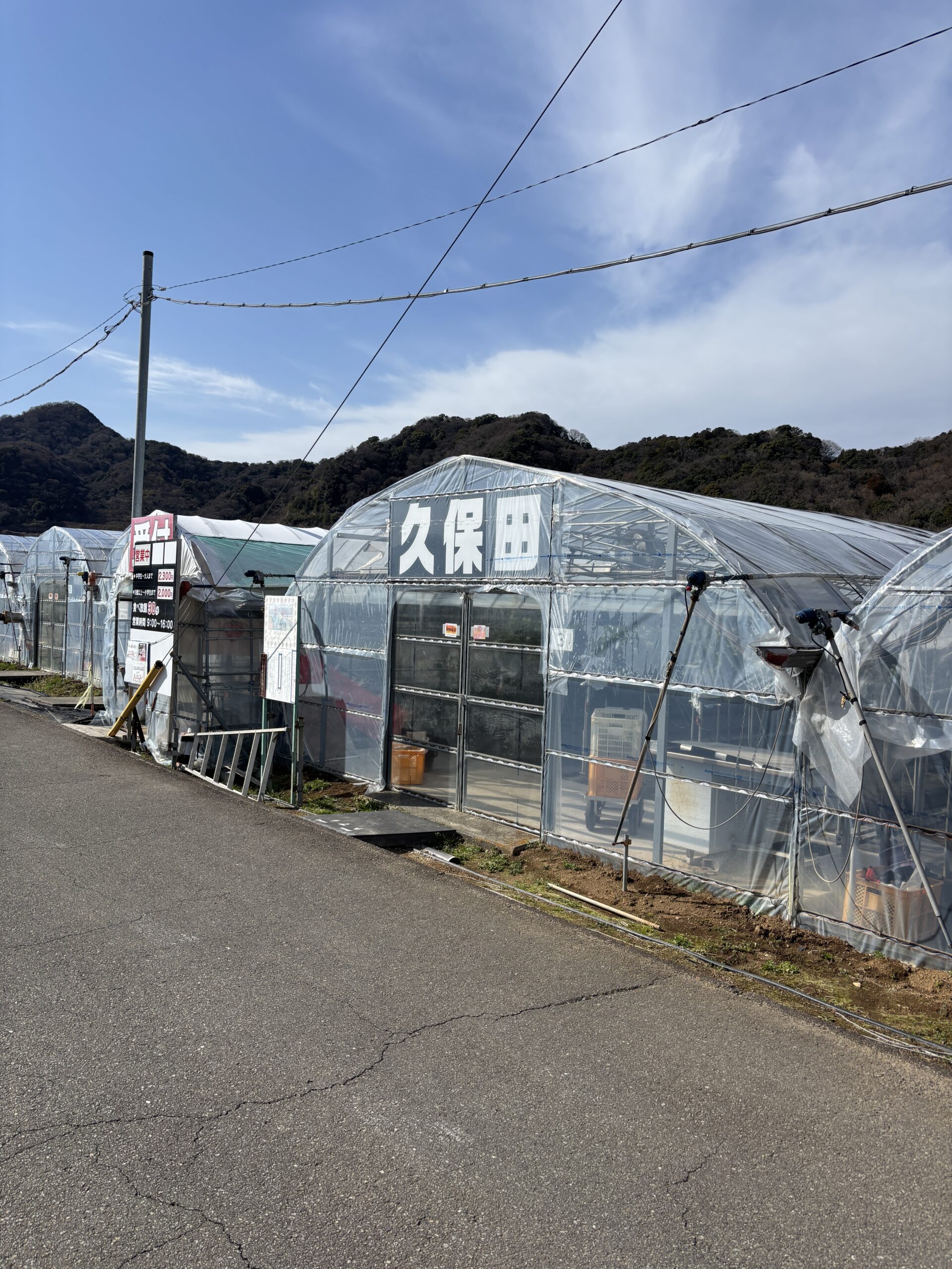 伊豆の国市でいちご狩り食べ放題！久保田いちご狩り園で甘くて新鮮ないちごを満喫